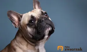 Uroczy buldog francuski z zaciekawieniem patrzy w górę. Dowiedz się, ile powinien ważyć buldog francuski, by był zdrowy i szczęśliwy.