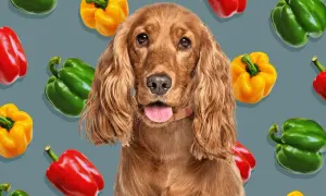 A cute dog with its tongue out, surrounded by colorful bell peppers. This image makes you wonder, can dogs eat green peppers?
