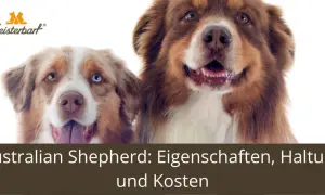 Zwei Australian Shepherds, ein Blick auf ihre Bedeutung und Eigenschaften.