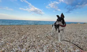 Cane nero e bianco su una spiaggia di ciottoli, con il mare blu e il cielo sereno sullo sfondo. Un luogo ideale per le spiagge per cani nelle Marche.