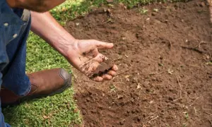 Mano examinando la textura del suelo barro, con un trozo de tierra y raíces.