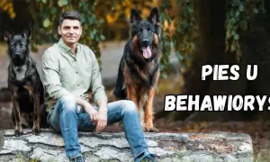 Mężczyzna z dwoma owczarkami niemieckimi siedzi na pniu. Kto to behawiorysta? Pomaga psom zrozumieć świat.