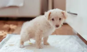 Kleiner, flauschiger Welpe steht auf einer Welpenunterlage, bereit, sein Geschäft zu verrichten. Tipps, wie man einen Hund zum Pipi animieren kann.