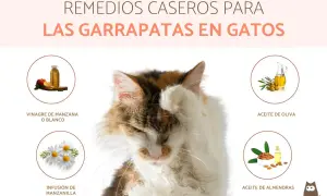 Gato con remedios caseros para quitar garrapatas: vinagre, manzanilla, aceite de oliva y almendras.