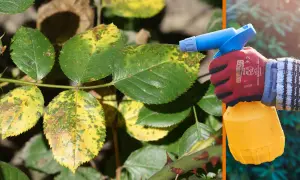 Gefährdete Rosenblätter mit Rostflecken werden mit einer Sprühflasche behandelt. Hausmittel gegen Rosenrost helfen, die Pflanzen zu retten.