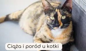 Po czym poznać, że kotka jest w ciąży? Objawy, które musisz znać
