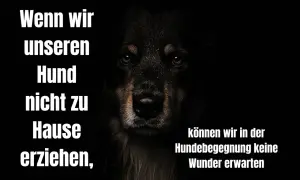 Dunkles Bild mit dem Gesicht eines Hundes. Text: "Wenn wir unseren Hund nicht zu Hause erziehen, können wir in der Hundebegegnung keine Wunder erwarten.