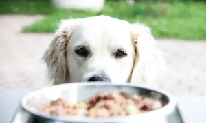 Ein neugieriger Hund blickt über seinen Napf mit BARF-Futter. Die Umstellung auf BARF ist eine gesunde Entscheidung für Ihren Hund.