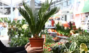 Dłoń trzymająca doniczkę z młodą palmą w centrum handlowym z roślinami.