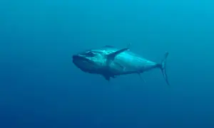 Ein großer Hundszahnfisch schwimmt im tiefblauen Ozean.