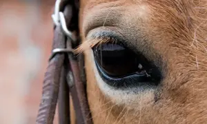 Oko konia, z rzęsami i fragmentem rzędu, pokazuje, jak widzi koń.