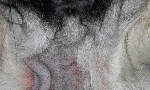 Nahaufnahme der Hautfalten eines Hundes, die gerötet und gereizt sind, möglicherweise durch Demodexmilben im Auge oder auf der Haut.