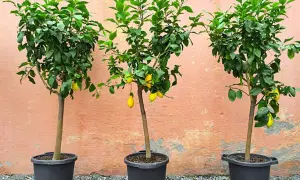 Tres pequeños árboles de limón en macetas negras, con limones amarillos colgando de sus ramas, frente a una pared de color salmón.
