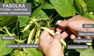 Jak kwitnie fasola i jak zapewnić jej obfite kwitnienie?
