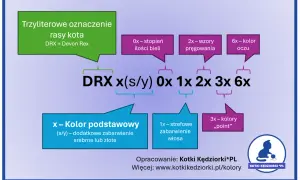 Devon Rex Point - Cechy, pielęgnacja i cena kociaka tej rasy