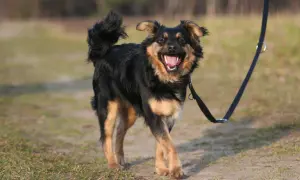 Fröhlicher Hund mit aufgestellten Haaren am Po wedelt mit dem Schwanz und genießt einen Spaziergang an der Leine im Freien.