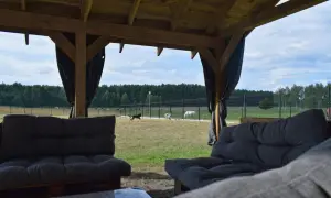 Relaks przy widoku na konie i psy biegające po trawie w ośrodku jeździeckim Qń.