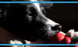 Kong dla psa czym wypełnić? Najlepsze i bezpieczne pomysły na nadzienie
