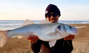 Glücklicher Angler hält stolz einen schönen Barsch Salzwasser am Strand.