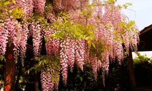 En vacker blåregn pergola med hängande rosa blomklasar som skapar en magisk atmosfär.