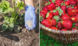 Kiedy nawozić truskawki na wiosnę? Ręka w rękawiczce rozsypuje nawóz przy młodej roślinie, obok kosz dojrzałych owoców.