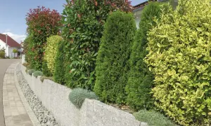 Eine gepflegte **Thuja-Hecke** bildet mit anderen Sträuchern eine grüne Grenze entlang einer Steineinfassung.