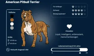 Ein American Pitbull Terrier, bekannt für seinen loyalen, intelligenten und menschenbezogenen **pitbull charakter**.