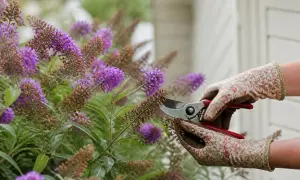 Gärtnerin schneidet verblühte Blüten ab. Eine schöne alternative zu sommerflieder, die auch im Herbst noch Zierwert hat.