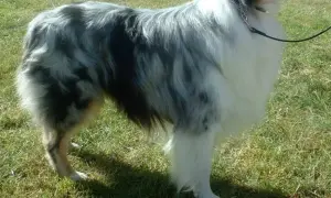 Ein Hund mit blau-grauem und weißem Fell steht auf einer grünen Wiese.