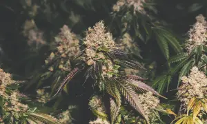Jak długo kwitnie marihuana? Poznaj różnice między odmianami