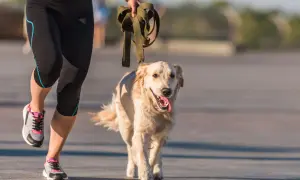 Corriendo con un golden retriever, aprendiendo como educar a un golden retriever con paciencia y ejercicio.