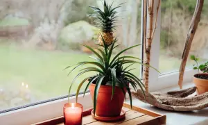 Ananas w doniczce na parapecie, obok świecy i ozdobnych gałęzi. Roślina z małym owocem wygląda egzotycznie.