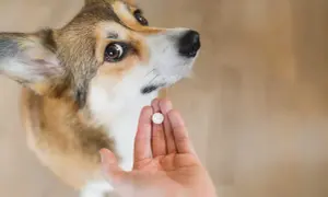 Corgi patrzy na tabletkę w dłoni. Zastanawiasz się, po jakim czasie działa tabletka na odrobaczenie psa?