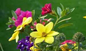 Bunte Blumen, die viel Sonne vertragen, blühen im Garten. Gelbe und pinke Blüten leuchten vor grünem Hintergrund.
