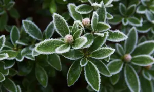 Grüne Blätter mit Raureif bedeckt, zeigen, dass dieser Rhododendron winterhart ist. Kleine Knospen sind sichtbar.