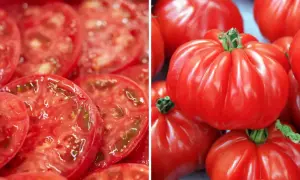 Plasterki soczystego pomidora marmande i całe, karbowane owoce. Idealne do sałatek i sosów.