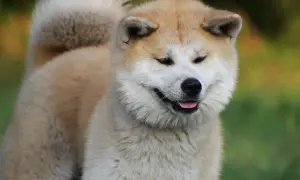 Uroczy akita inu z puszystym ogonem, który zachwyca swoją wagą i wyglądem.