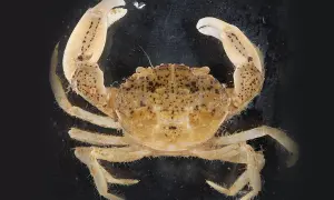 Mały, brązowy krab z kropkami na pancerzu i szczypcach, na czarnym tle.
