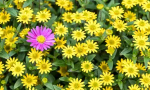 Kolorowe kwiaty na balkon zachodni: fioletowa aster wśród żółtych margaretek.