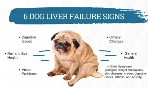 A pug sits looking sad, illustrating 6 dog liver failure signs like digestive issues, vision problems, and general health changes.