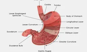 Anatomia żołądka: przełyk, wpust, dno, trzon, krzywizny, warstwy mięśniowe, dwunastnica i fałdy żołądkowe. Tutaj jest żołądek.
