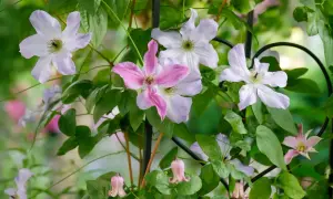 Clematis-Blüten in Rosa und Lila blühen üppig an einem Rankgitter. Der ideale clematis standort ist sonnig bis halbschattig.