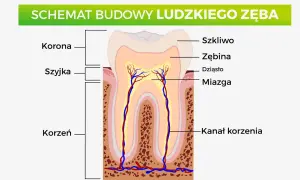 Schemat budowy ludzkiego zęba: korona, szyjka, korzeń, szkliwo, zębina, dziąsło, miazga, kanał korzenia.