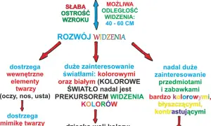 Kiedy szczeniak widzi? Rozwój wzroku i sygnały alarmowe