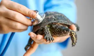 Czy do weterynarza trzeba się umawiać? Poznaj ważne zasady wizyt
