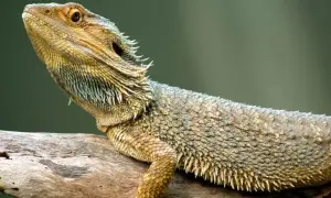 Jakie zwierzę do terrarium? Najlepsze gatunki dla początkujących