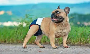 Francuski buldog w pieluszce, gotowy na dni płodne. Cieczka u psa to ważny czas.
