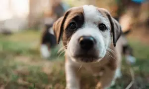 Un tierno cachorro de dos colores, con una mancha marrón en un ojo, explora el mundo. Es el momento en que empiezan a ver los cachorros.