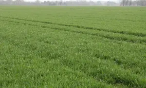 Zielone pole zbóż, które dzięki odpowiedniej ilości mikroelementów pięknie rośnie. W tle las i mglisty horyzont.