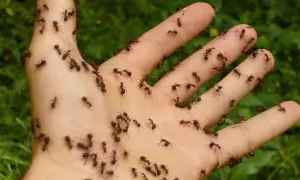 Dłoń pokryta mrówkami. Może to być dowód na to, jakiego zapachu nie lubią mrówki, gdy uciekają z ludzkiej skóry.